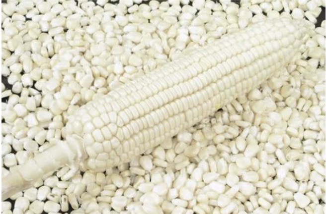 Corn Maize Wholesale by Tanpotex Tanzania Ltd: Quality and Affordability for Global Markets